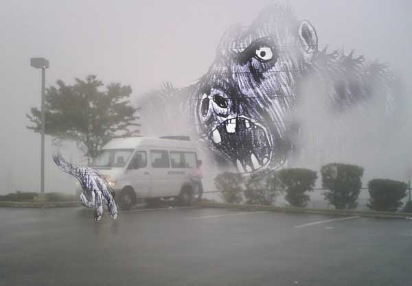 Gorilla in the mist